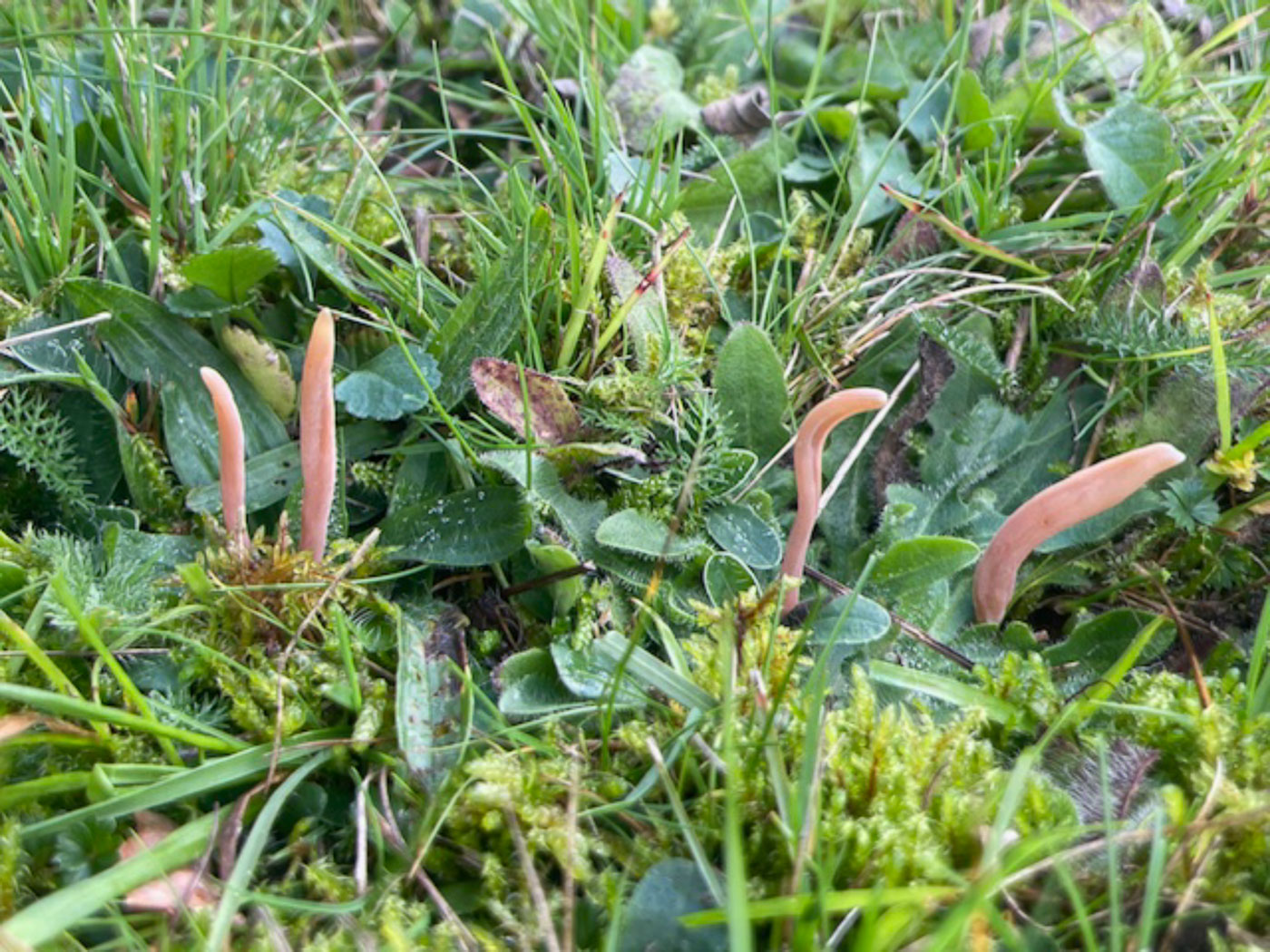 Photo © Sarah Ebdon Clavaria incarnata by Sarah Ebdon